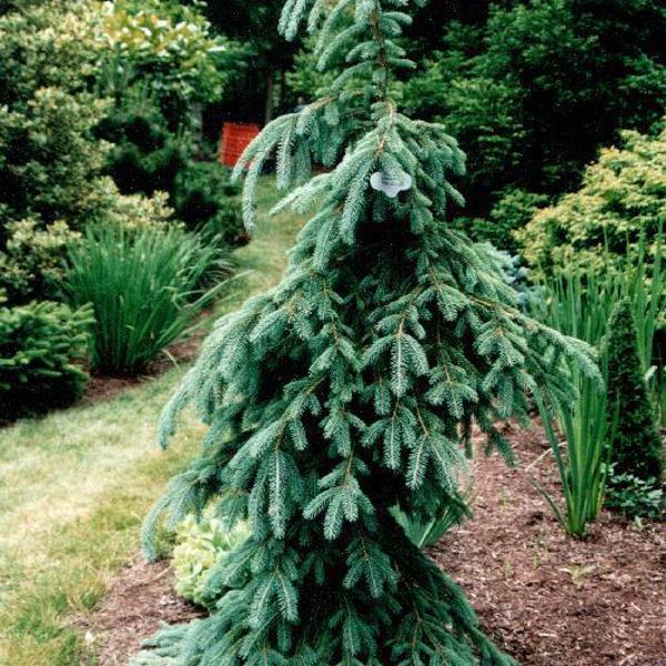 Pendula (Picea glauca)