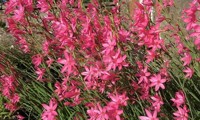Pink Butterflies®