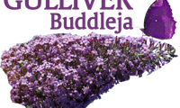 Gulliver