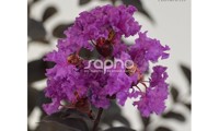 Black Diamond® Purely Purple