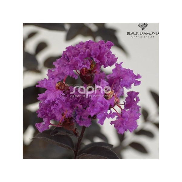 Black Diamond® Purely Purple