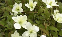 Starlet® White Perfume