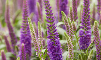 Purplegum Candles