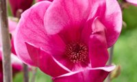Flower Tower