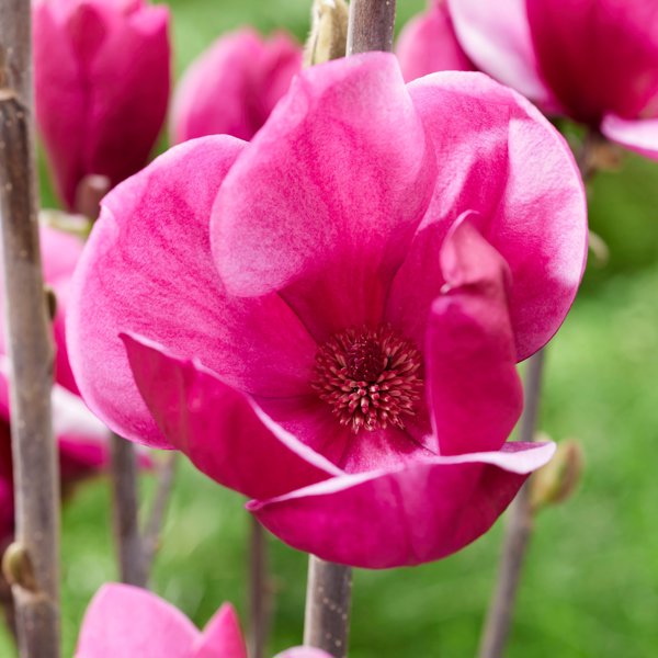 Flower Tower