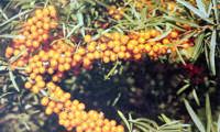 Frugana