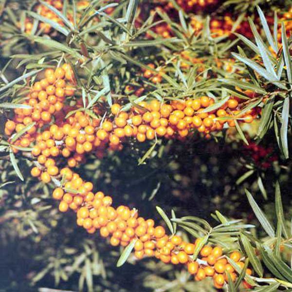 Frugana
