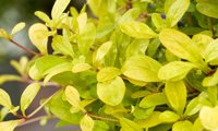 Feathered Friends Cordial Canary