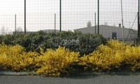 Marée d'Or®