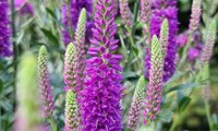 Purplegum Candles
