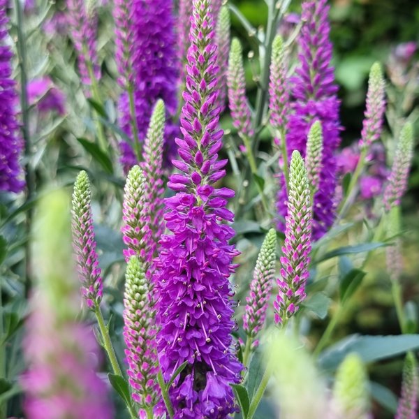 Purplegum Candles