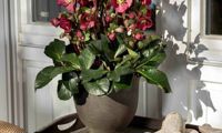 HGC® Ice N' Roses® Bennotta