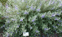 Heavenly Blue