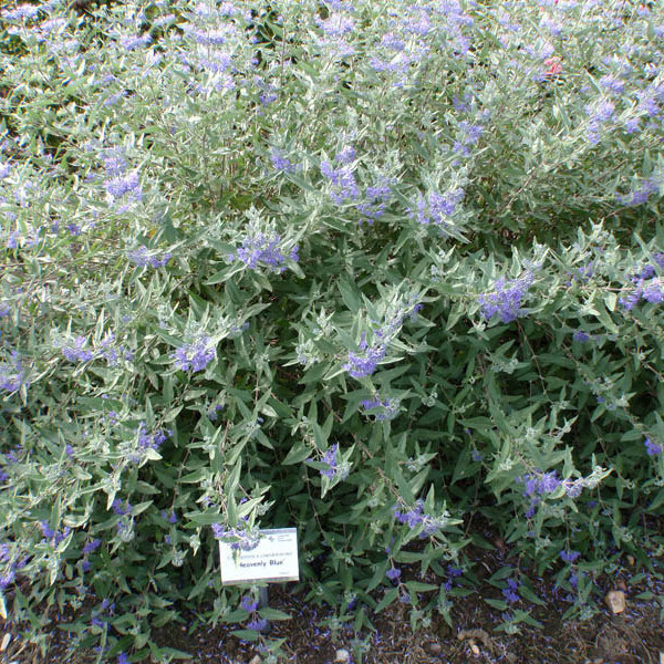 Heavenly Blue