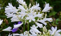 Pitchoune® White