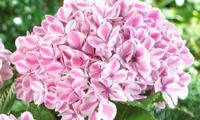 Peppermint