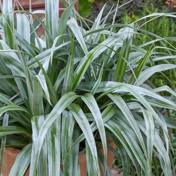 Silver Shadow