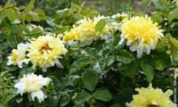 Golden Lady Ruffles