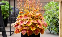 Eternal Flame