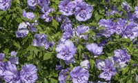 Blue Chiffon