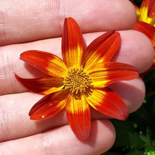 Bidens × (Череда гібридна)