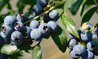 Hortblue Petite