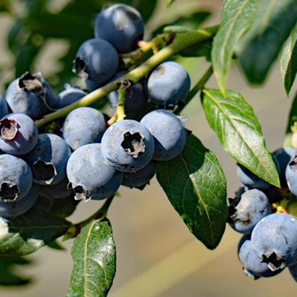 Hortblue Petite