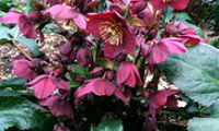 HGC® Ice N' Roses® Red