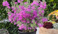 San Antonio Rose