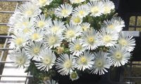 Sun Diamonds White