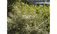 (Eriostemon) myoporoides Gold Touch®