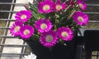 Sun Diamonds Rose