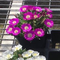 Sun Diamonds Rose