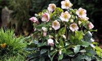 HGC® Ice N' Roses® Picotee