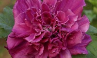 French Cabaret® Red