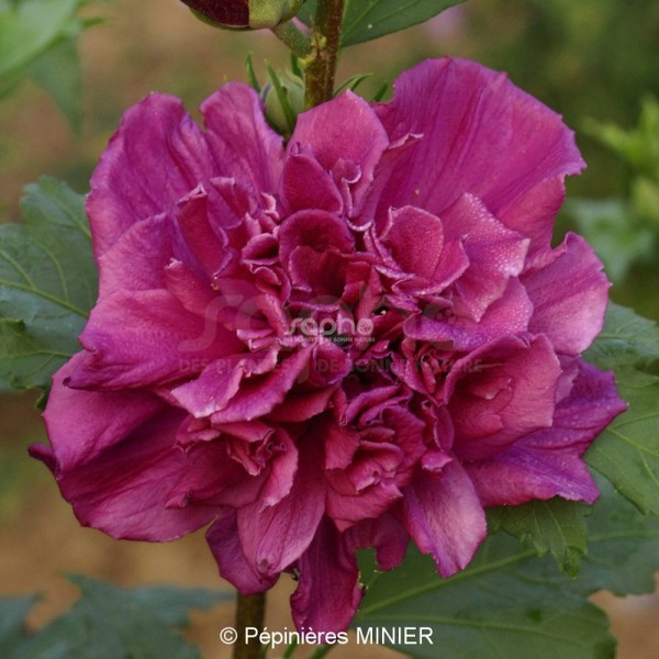 French Cabaret® Red