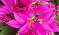 Steren® Purple