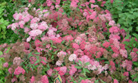 Anthony Waterer (Spiraea)