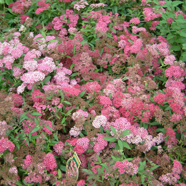 Anthony Waterer (Spiraea)