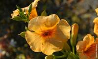 Summer Jazz Sunrise Gold
