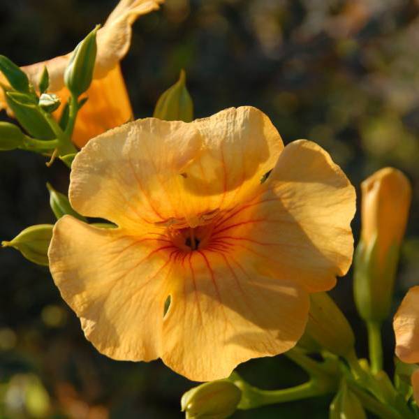 Summer Jazz Sunrise Gold