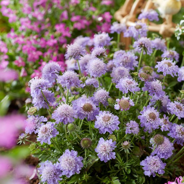 Scabiosa × (Скабіоза гібридна)