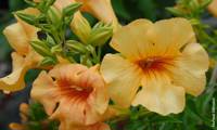 Summer Jazz Sunrise Gold