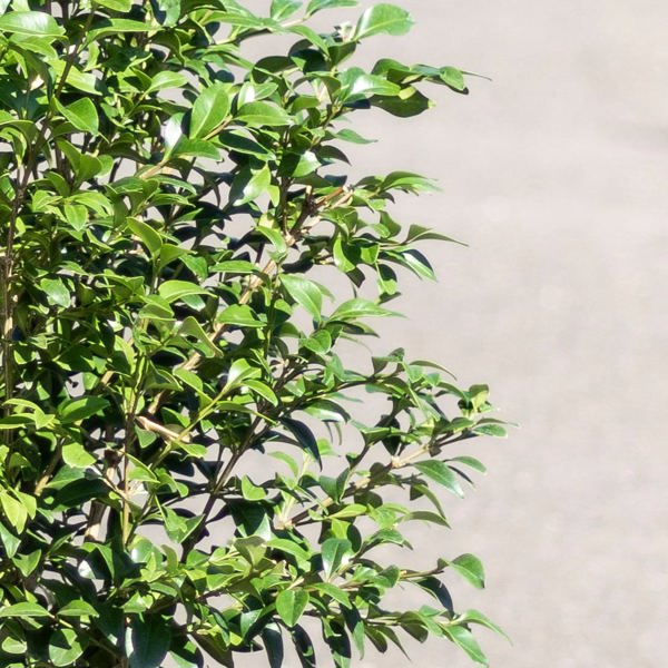 Buxus × (Самшит гібридний)