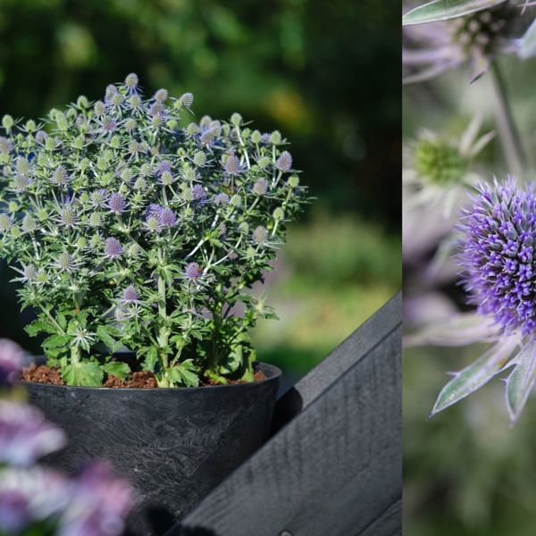 Eryngium × (Миколайчики гібридні)