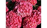 Red Ever Belles®