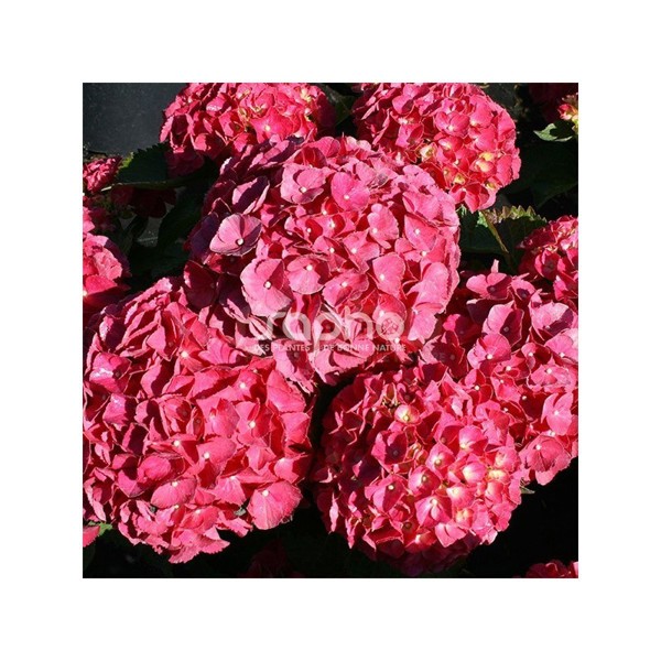 Red Ever Belles®
