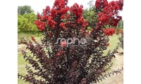 Black Diamond® Crimson Red