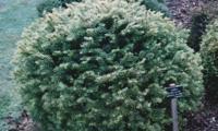 Green Globe