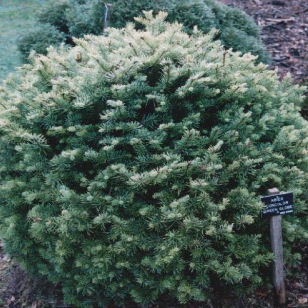 Green Globe